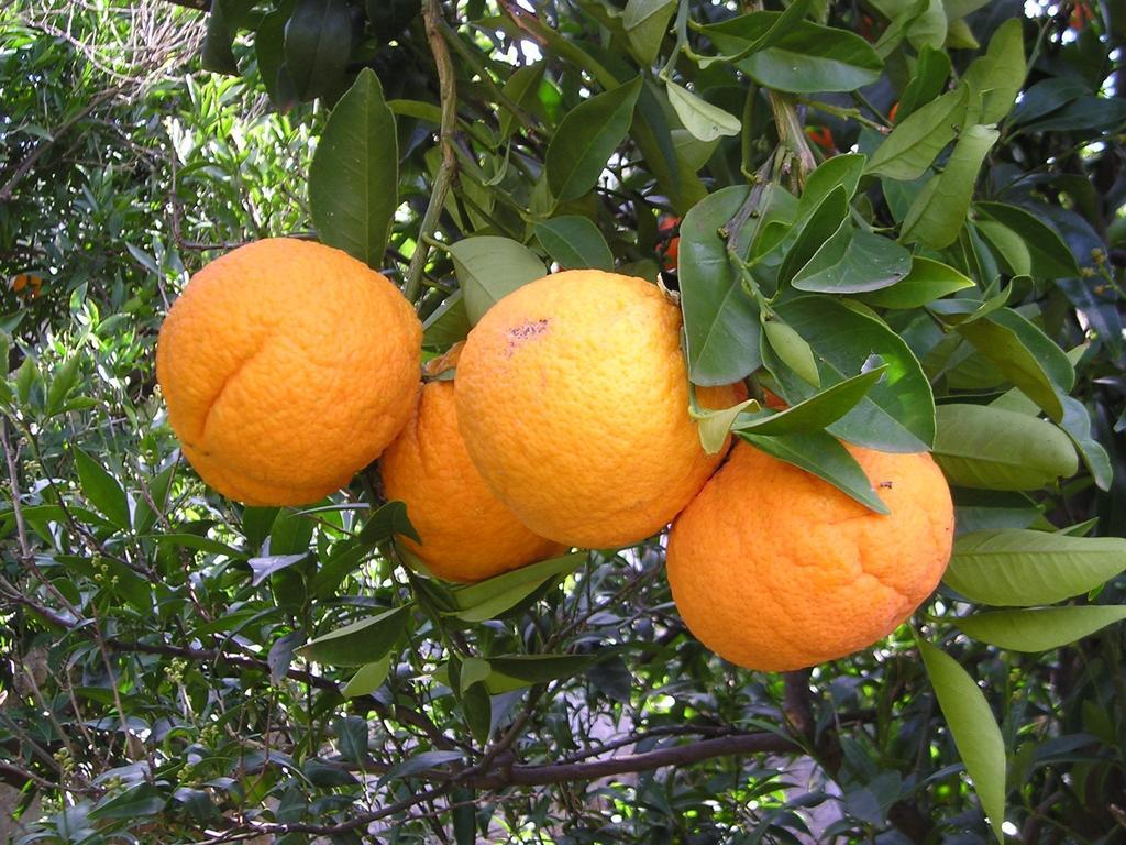 Masseria Gianecchia Cisternino Εξωτερικό φωτογραφία