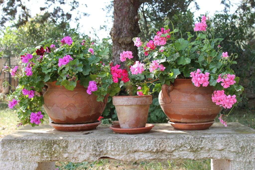 Masseria Gianecchia Cisternino Εξωτερικό φωτογραφία