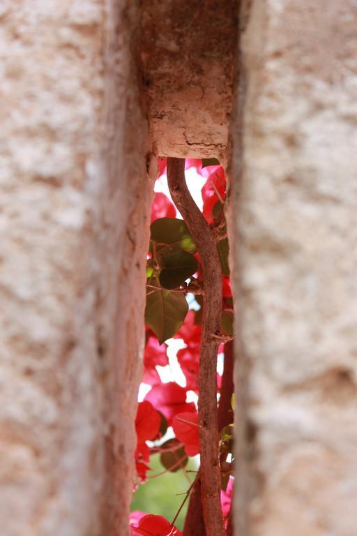 Masseria Gianecchia Cisternino Εξωτερικό φωτογραφία