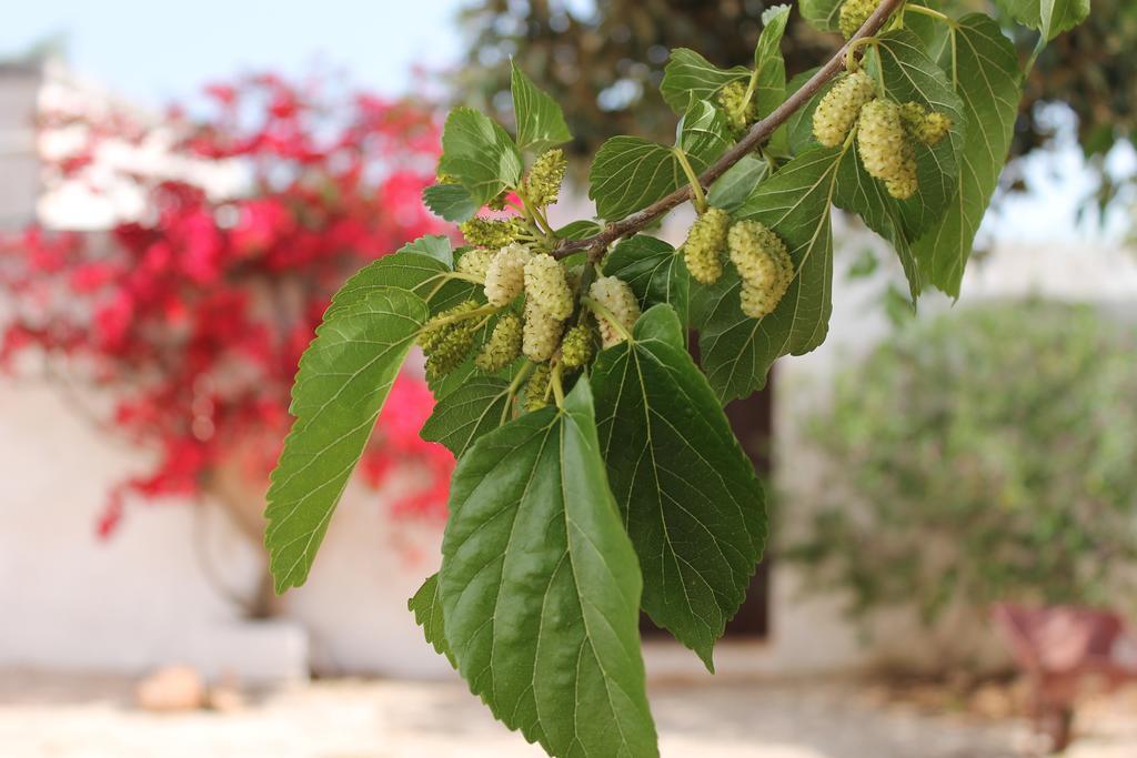 Masseria Gianecchia Cisternino Εξωτερικό φωτογραφία